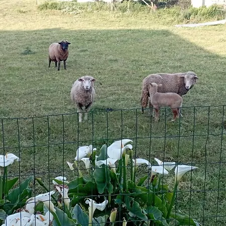 Quinta Dos Raposos- Portugal 乡村民宿 纳扎雷