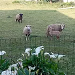 Quinta Dos Raposos- Portugal * Nazaré