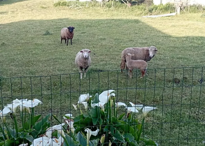 Quinta Dos Raposos- Portugal Gospodarstwo wiejskie Nazaré